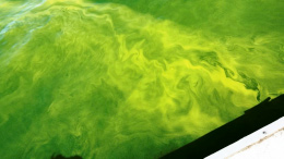 Microcystis Concentrated Outbreak
